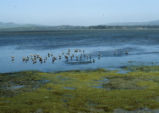 Morro Bay tidal flats