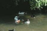 Common goldeneye and harlequin ducks