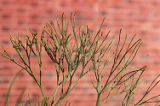 Whisk fern