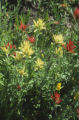 Indian paintbrush