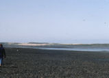 Morro bay mud flats