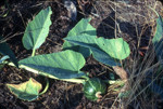 Missouri gourd fruit