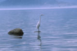 Great egret