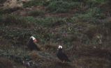 Tufted puffins