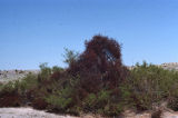 Desert ironwood