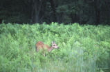 Mule deer