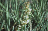 Saltmarsh dodder