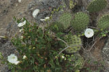 Island false bindweed and chaparral pricklypear