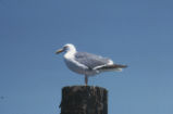 Western gull