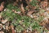 Groundcedar