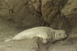 Northern elephant seal