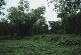 Kudzu