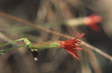 Cardinal catchfly