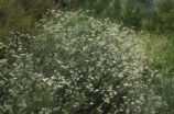 Eastern Mojave buckwheat