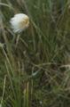 Tall cottongrass