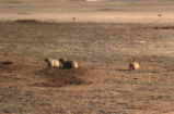 Prairie dogs