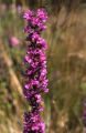 Purple loosestrife