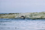 Northern elephant seal