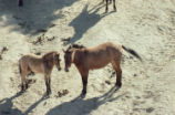 Przewalski's wild horse