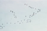 Snow geese