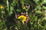 Seaside bird's-foot trefoil