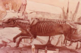 Mesohippus