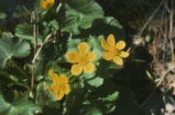 Yellow marsh marigold