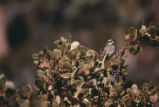 Black-throated grey warbler
