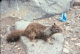 California ground squirrel