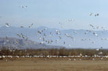 Snow geese