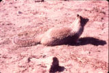 California ground squirrel