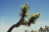 Joshua tree