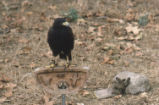 Harris's hawk