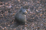 Ground squirrel