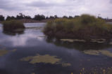 Marsh in lake