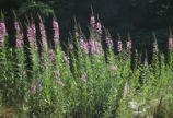 Fireweed