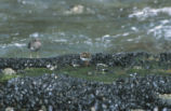 Ruddy turnstone and surfbird