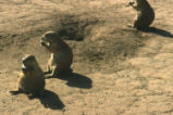 Prairie dogs