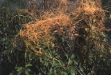 Chaparral dodder growing on sumac