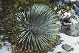 Chaparral yucca