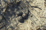 American oystercatcher nest and eggs
