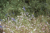 San Bernadino larkspur