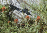 Indian paintbrush