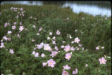 Swamp rose mallow