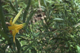 Lemon lily