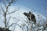Black vulture