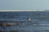 American oystercatcher