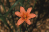 Orange flower