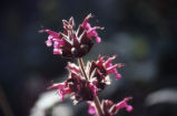 Hummingbird sage