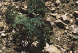 Mojave desertparsley